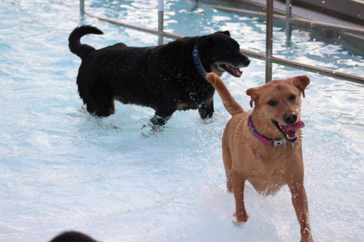SLIDESHOW Doggie swim at Splash Cove News, Sports, Jobs